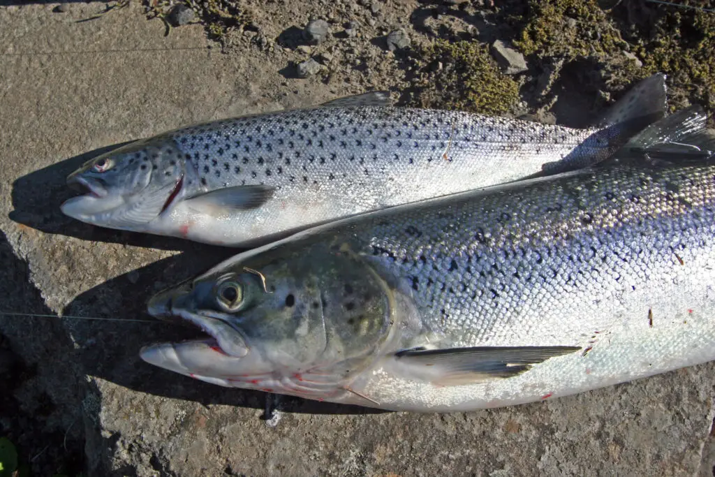 Sea trout and salmon