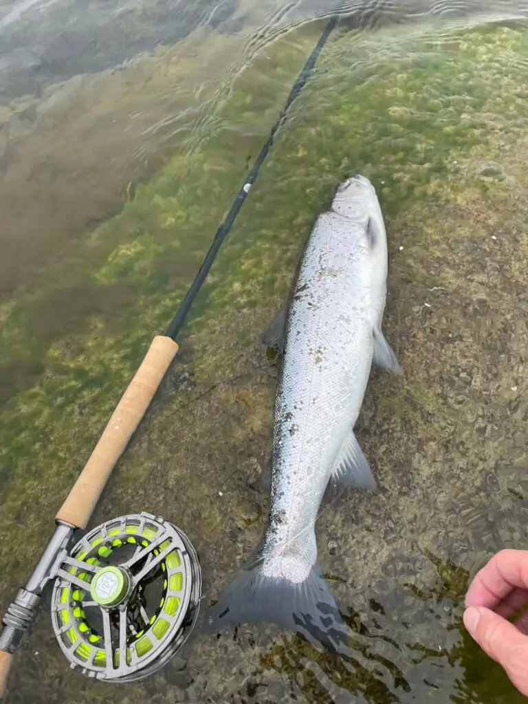 Sea trout with fly rod