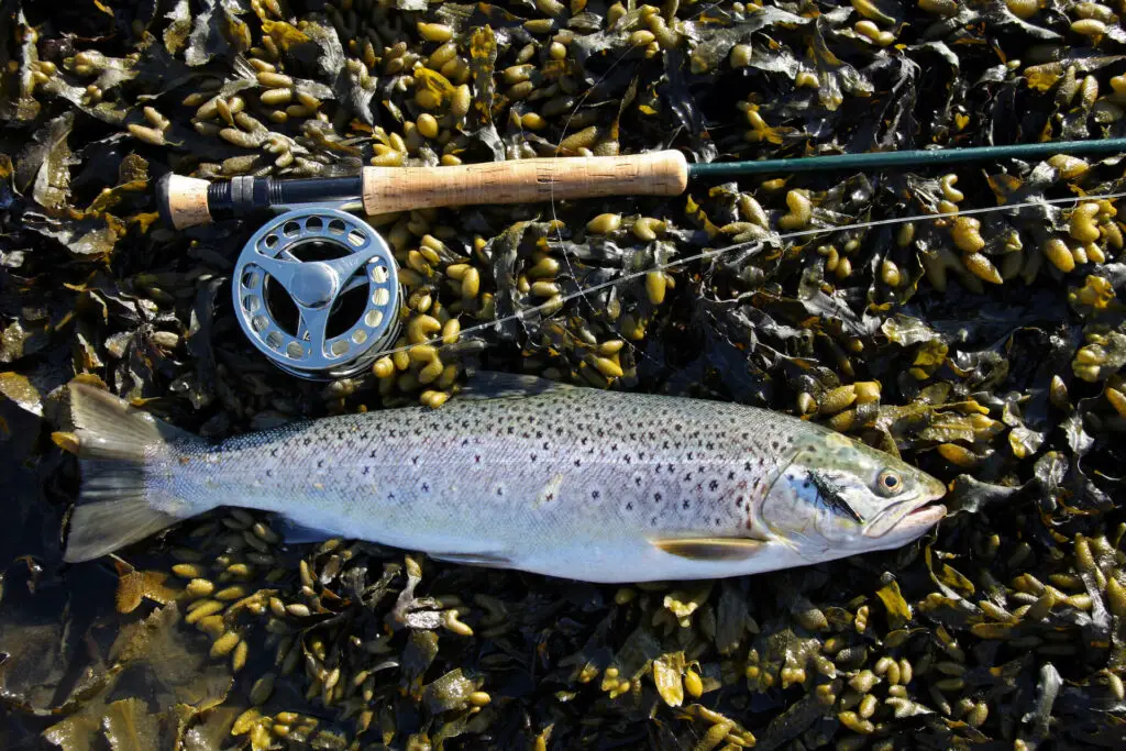 sea trout displayed on algae