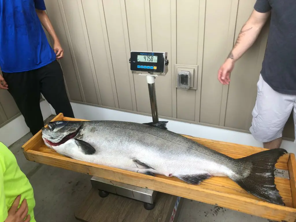 2021 MI State Record Chinook_Scale