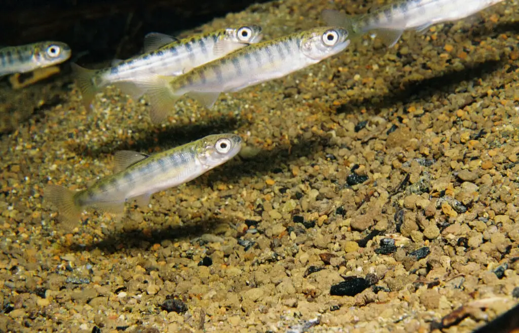 Chinook Fingerlings_Roger Tabor USFWS