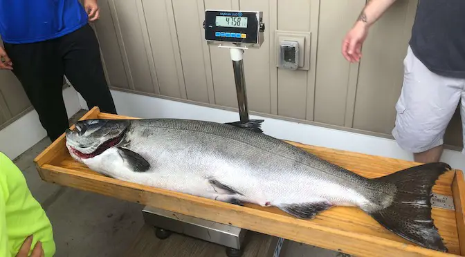 Lake Michigan Predator/Prey Study Leads to Chinook Salmon Stocking Increase