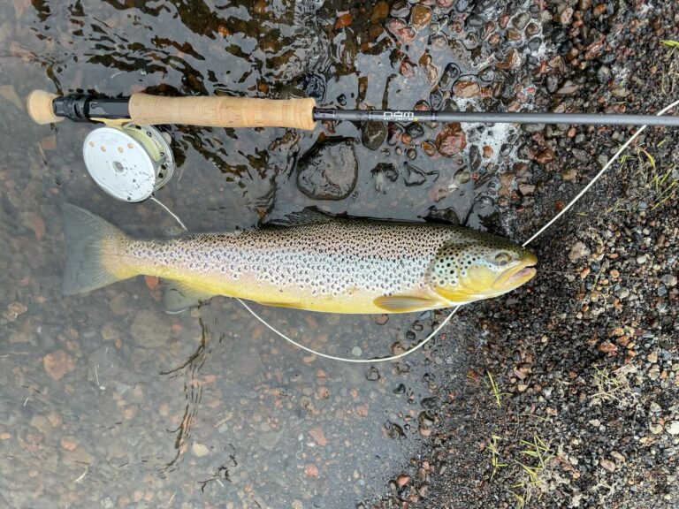 10 Best Fly Lines for Trout 2024 Buyer's Guide The Wading List