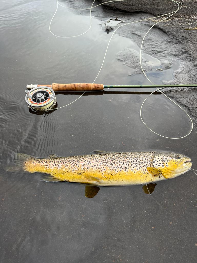 Icelandic Brown Trout