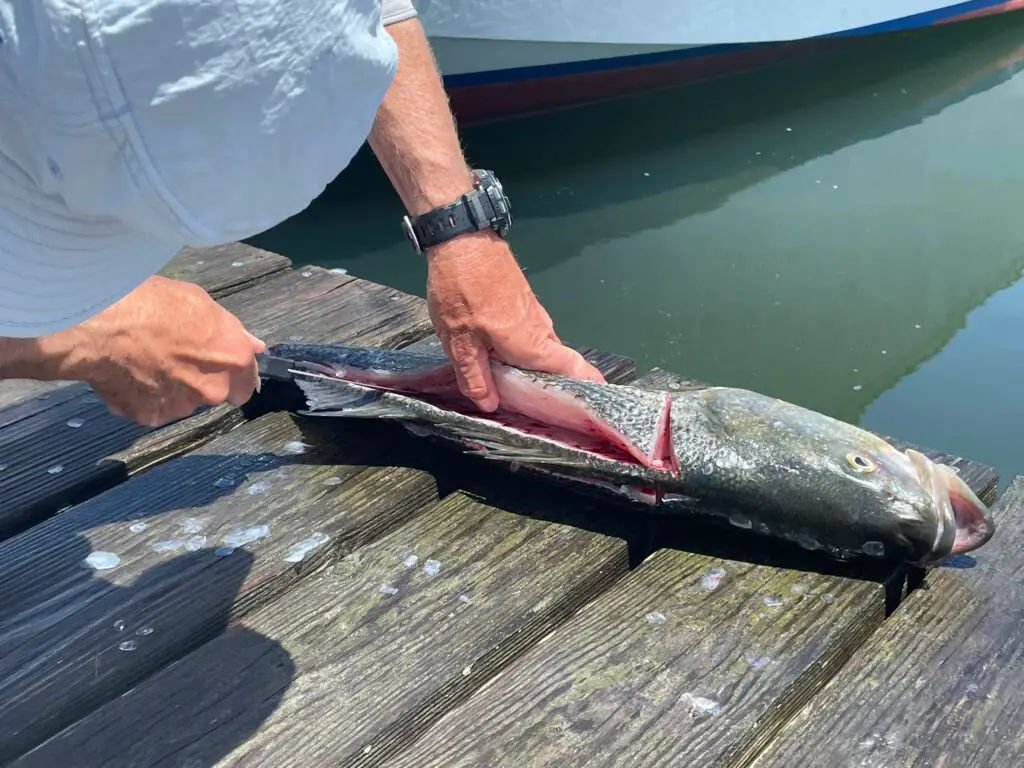 Filetting a Striped Bass on the dock