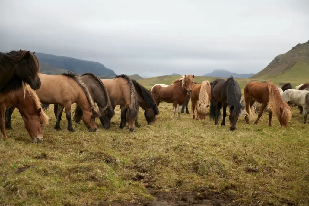 Horses on a meadow in Iceland