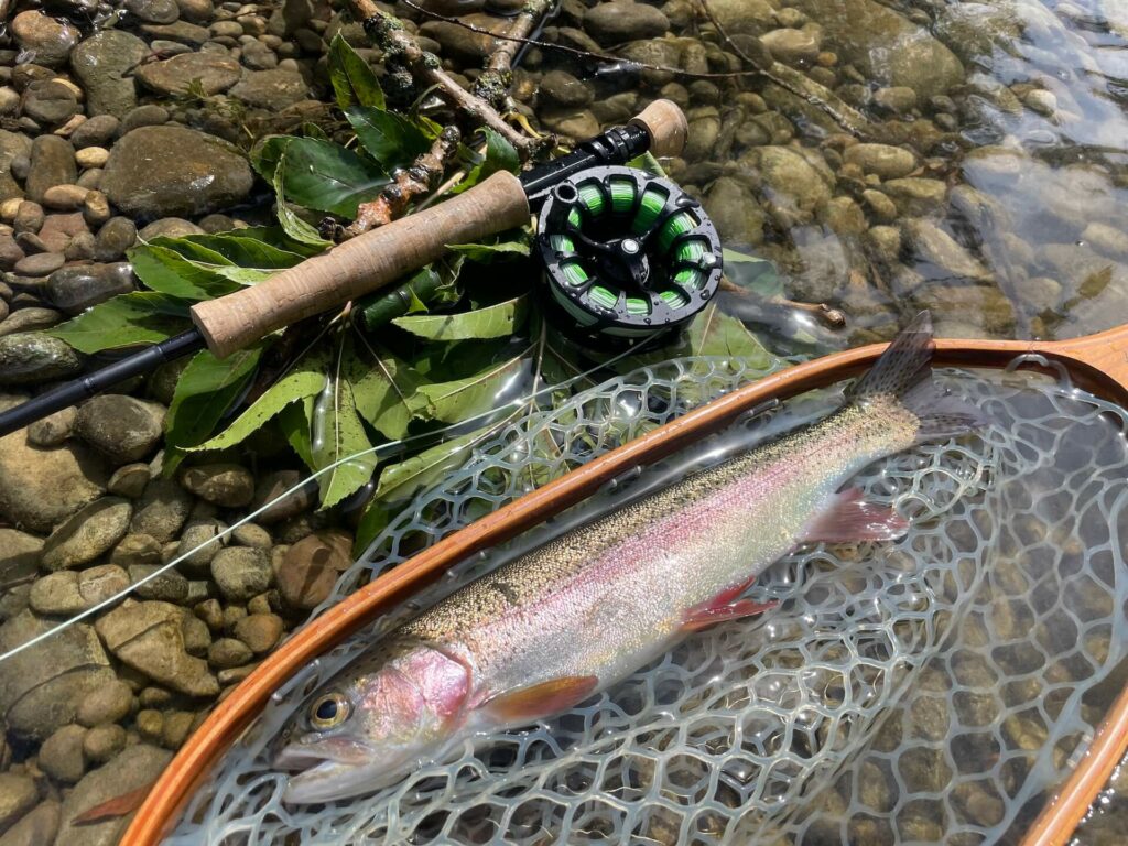 River fishing with the Ross FS Evolution fly reel and a rainbow trout in the net