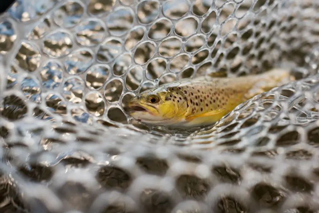 trout in a fly fishing net