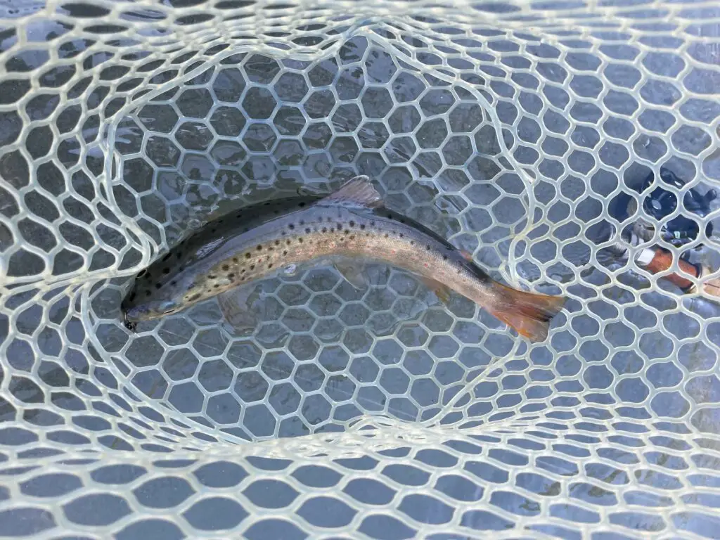 A trout in the Brodin Tailwater Landing Net