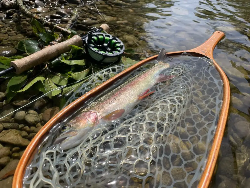 Rainbow trout and a fly rod next to the Brodin Landing Net