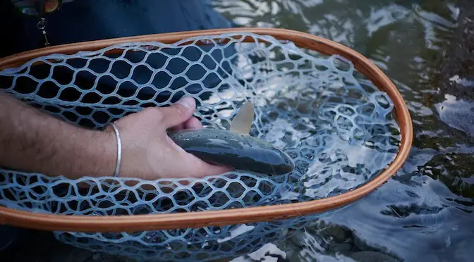 Hands on with the Brodin Tailwater Landing Net