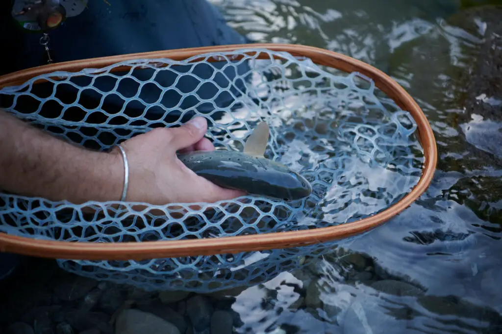 Releasing a trout from the Broding Tailwater Landing Net