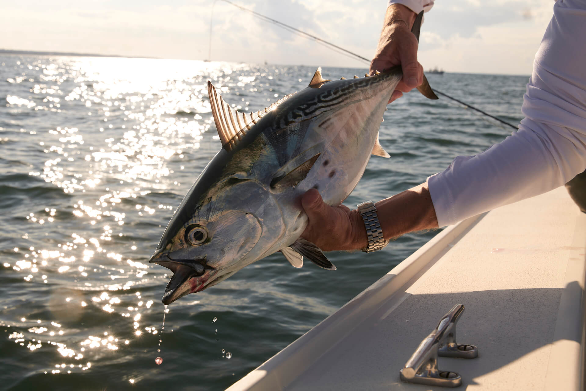 A false albacore caught on a fly rod