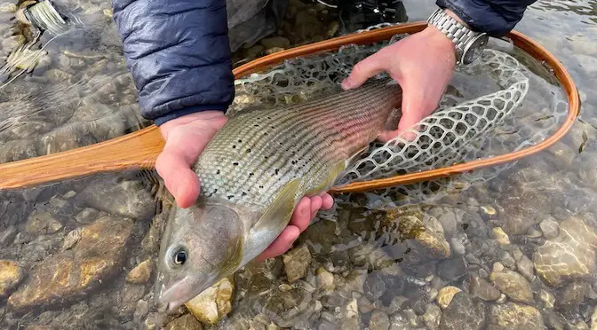 Effective Catch and Release Techniques: A Fish-Friendly Guide for Anglers