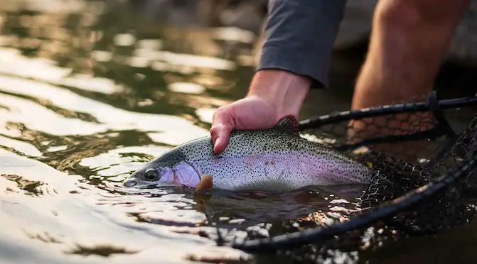 Innovations in Fly Fishing Nets