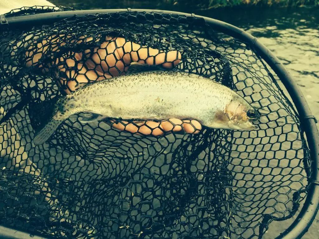 Trout in a landing net