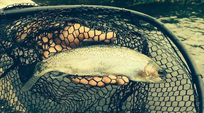 Exploring Frame Options and Landing Net Materials