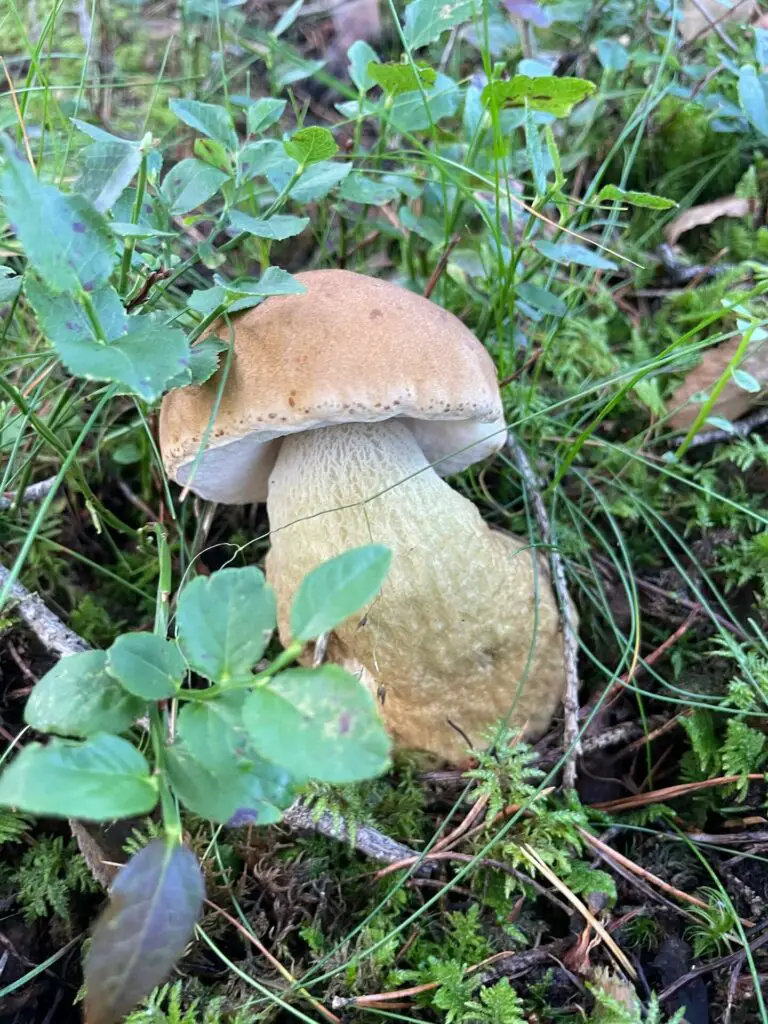 Wild porcini mushroom can be found all along the Orkla river at Grindal