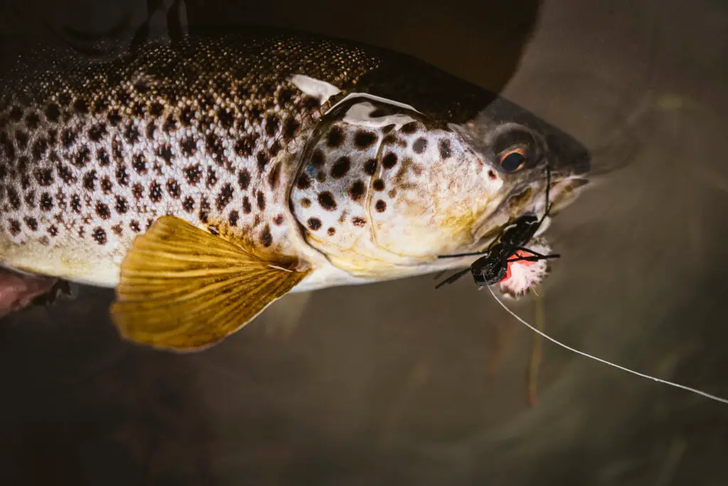 Brown Trout & Fly