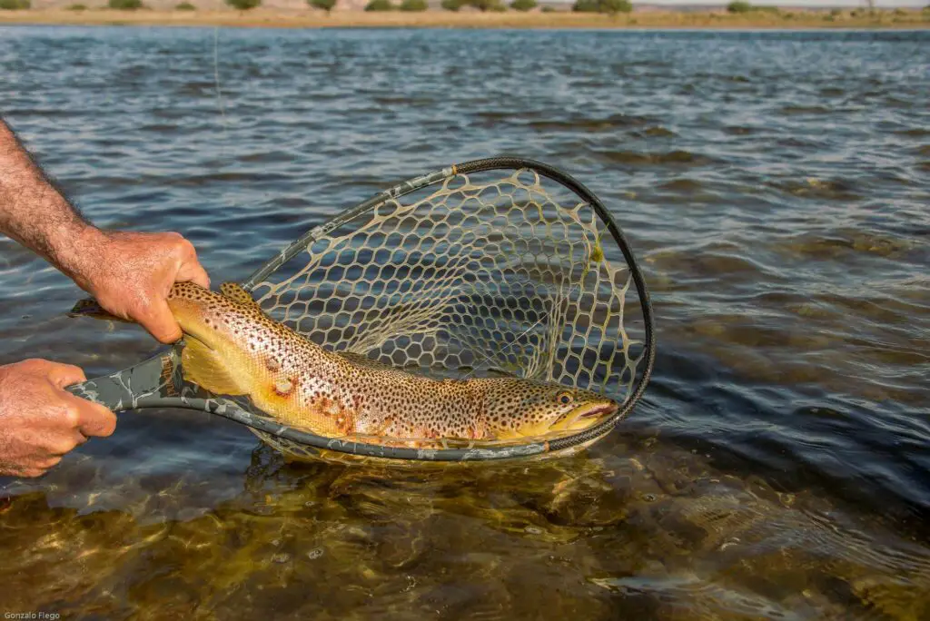 Lake Tromen Trout