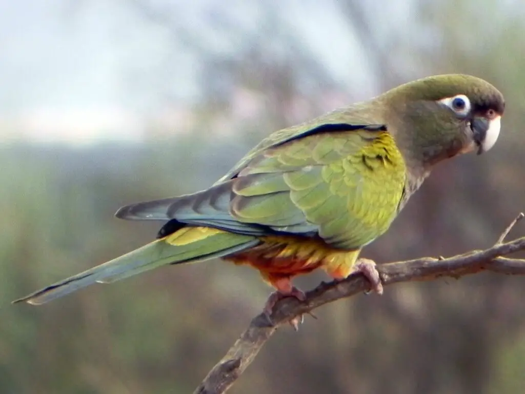 Burrowing parrot on branch 