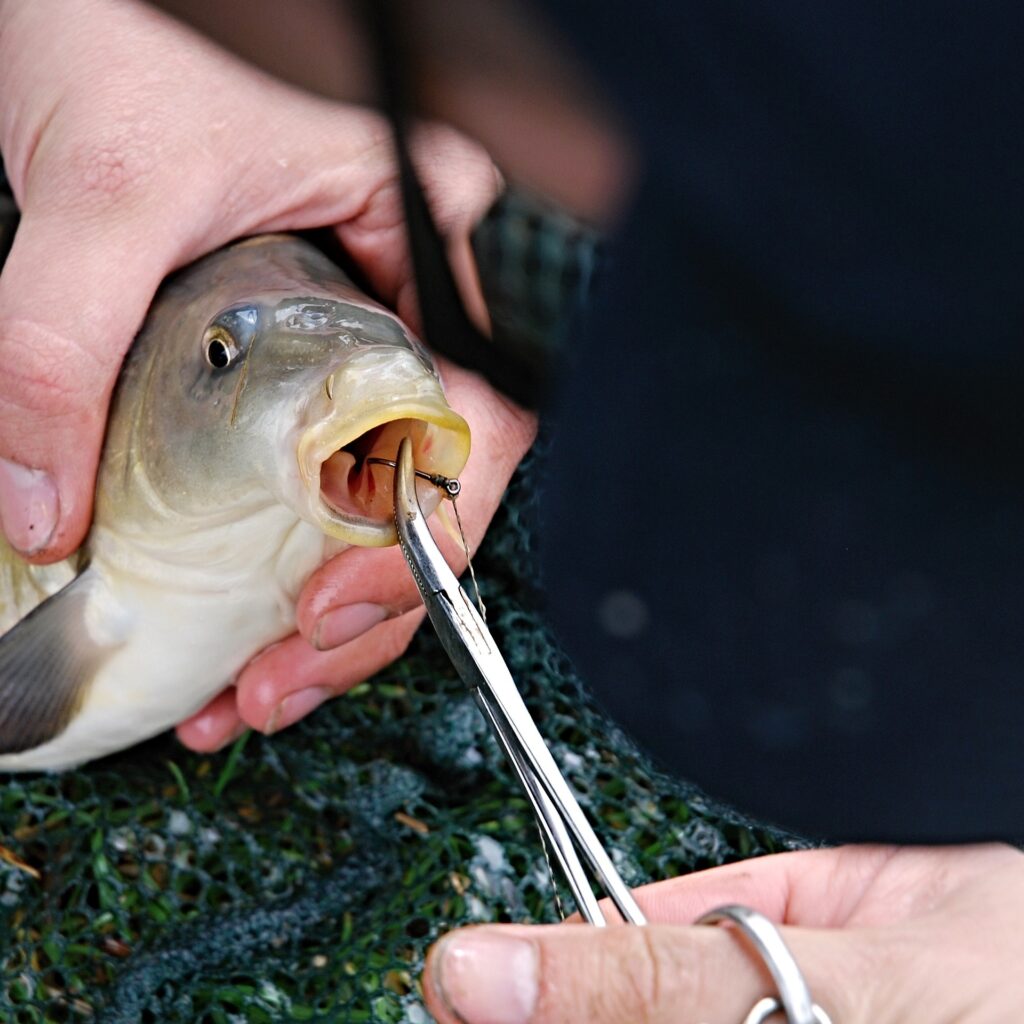 Bent nose pliers on a carp