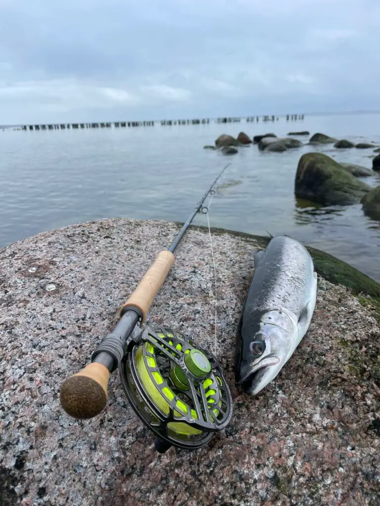 Hardy Ultradisc LA Fly Reel while fishing for sea trout in the Baltic