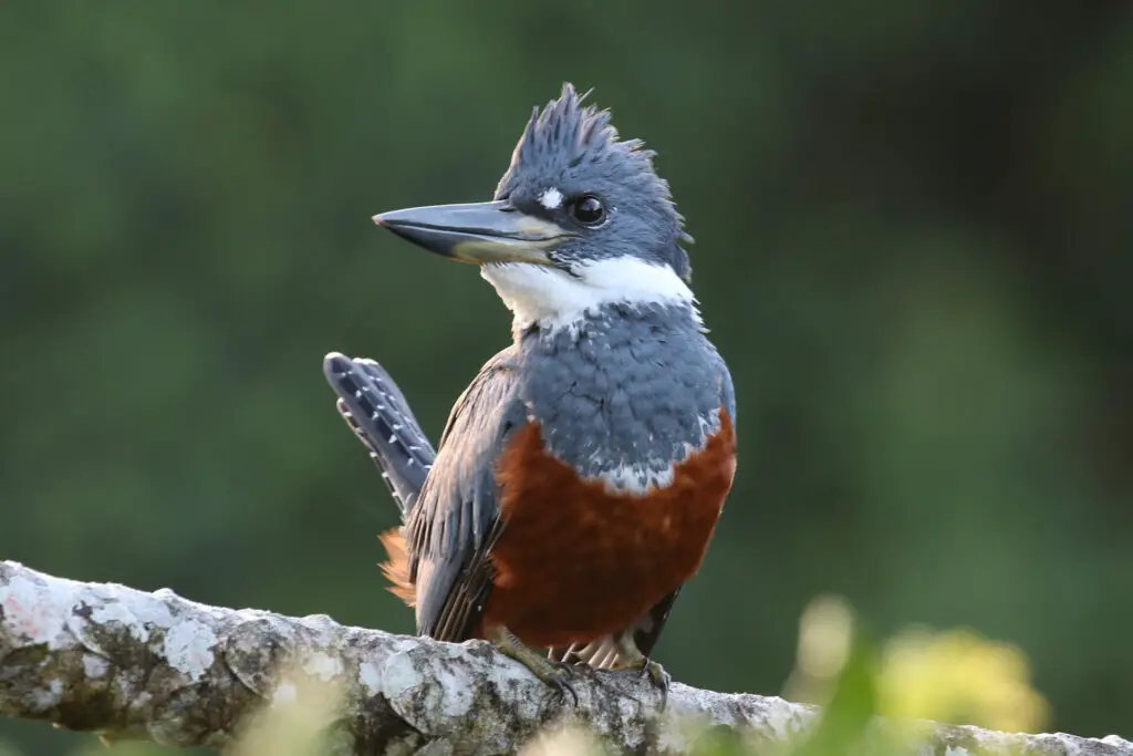 Ringed kingfisher on a branch