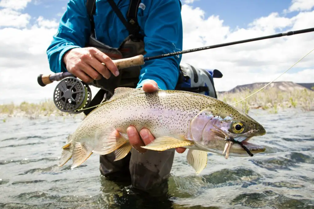 Patagonia Rainbow trout