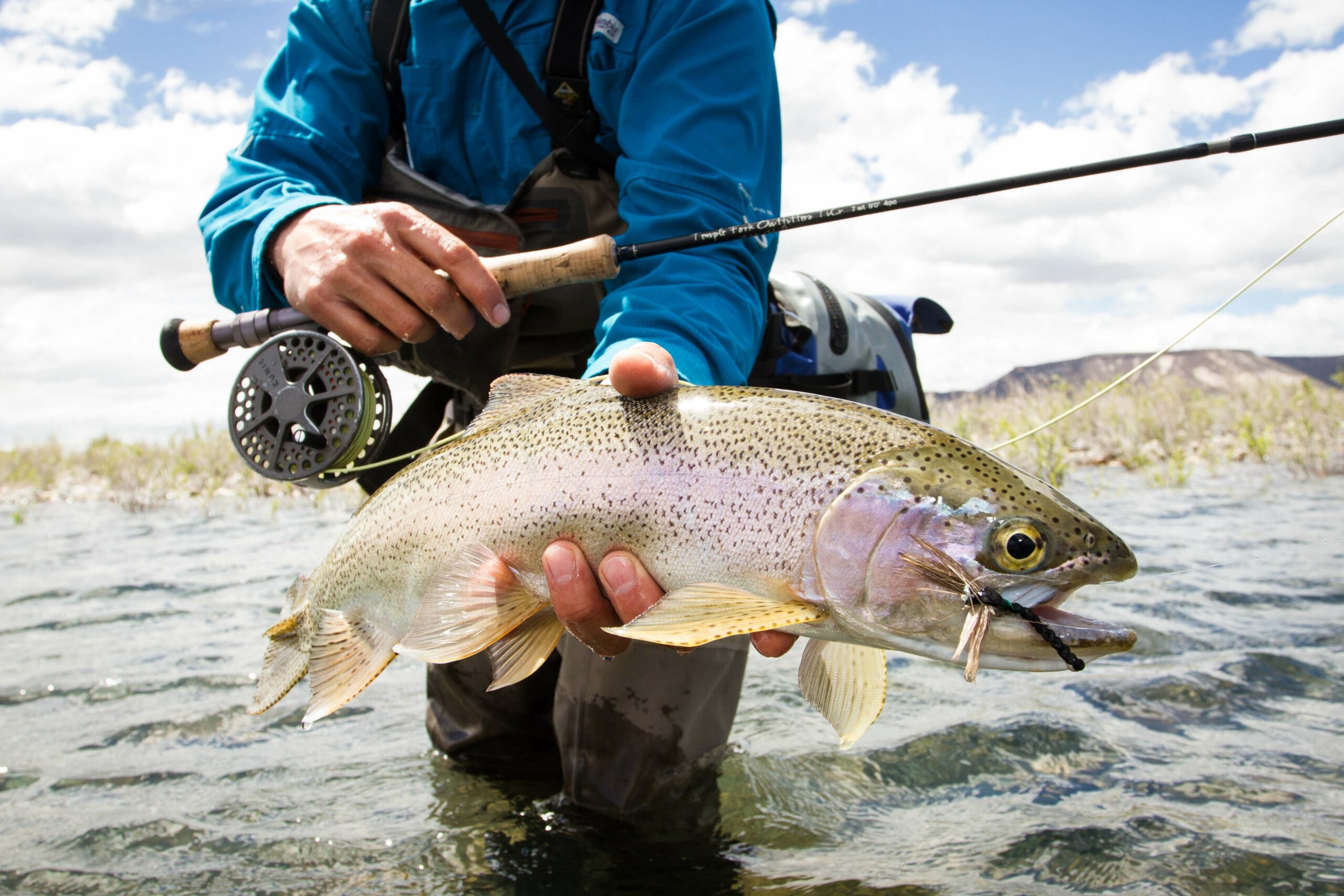 An Argentinian Rainbow Trout