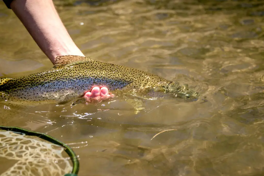 A nice Chimehuin River rainbow. (Photo courtesy of SET Fly Fishing)