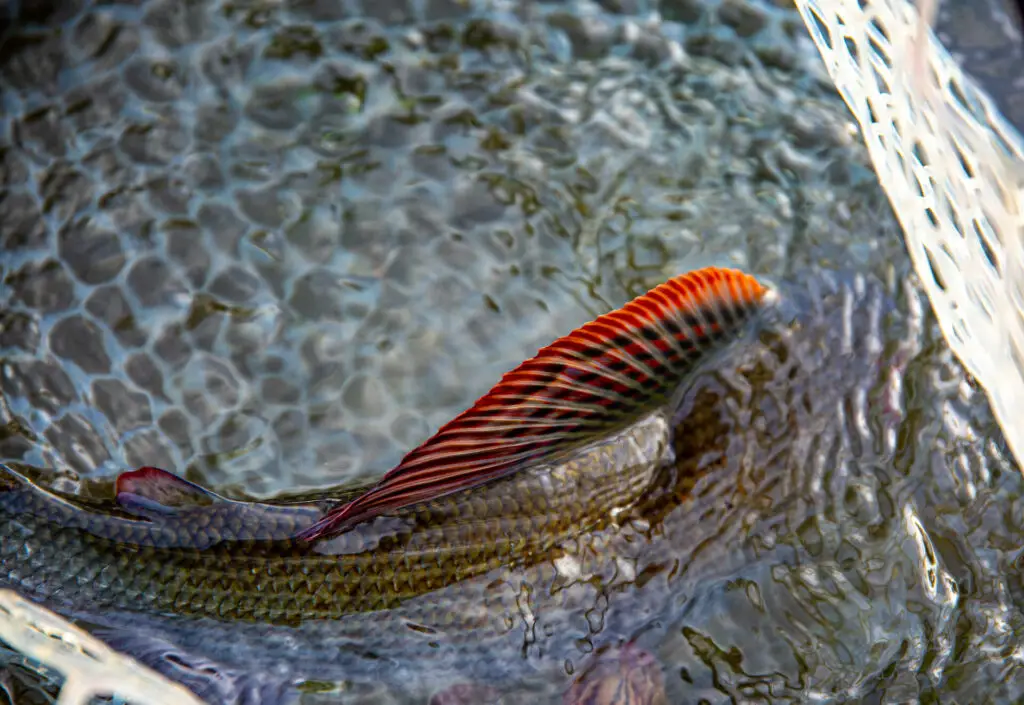 Back of a grayling