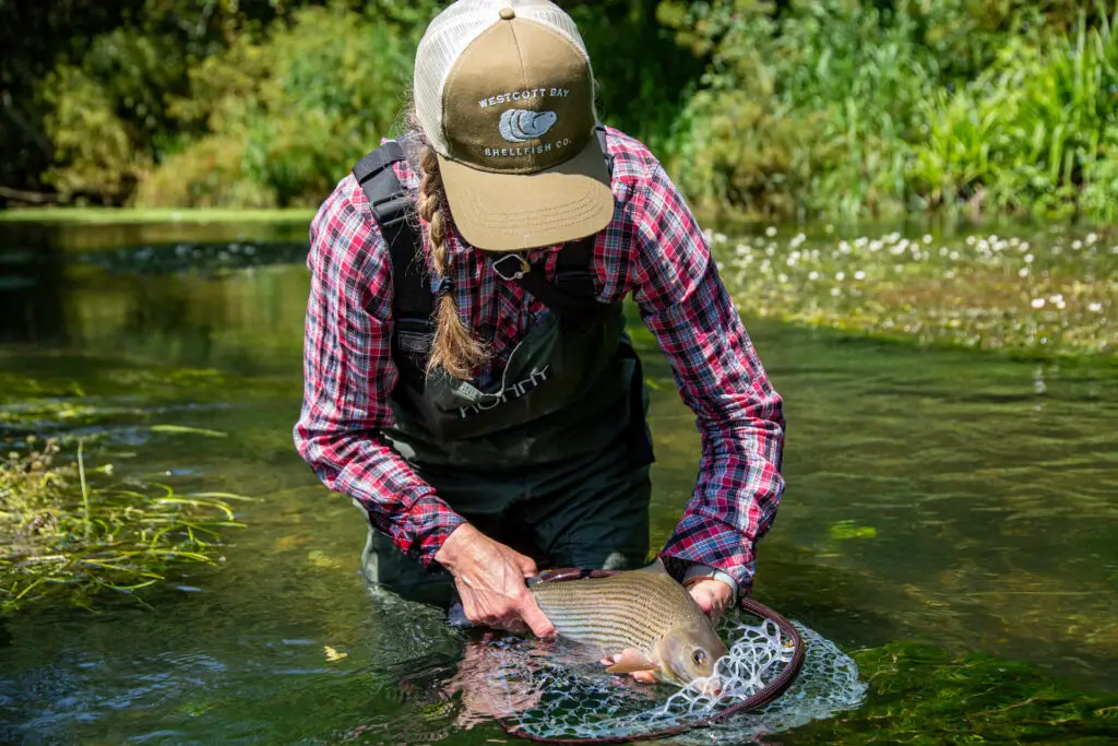 Releasing a grayling