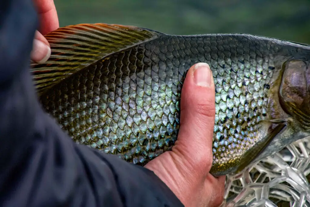 Scales of a grayling