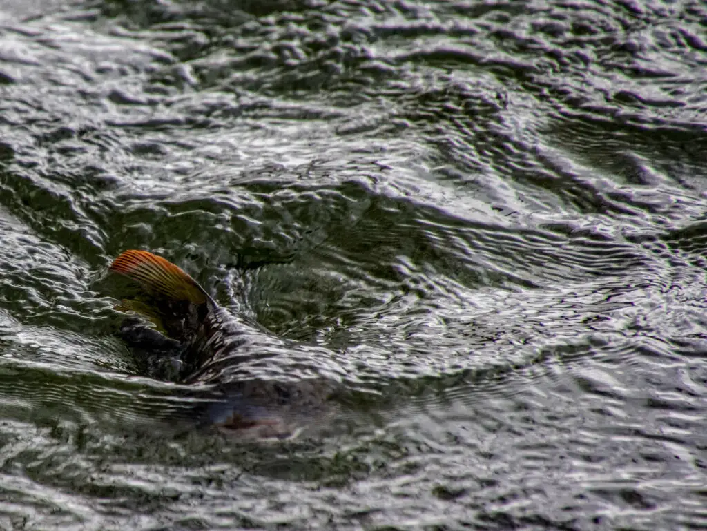 Grayling in water