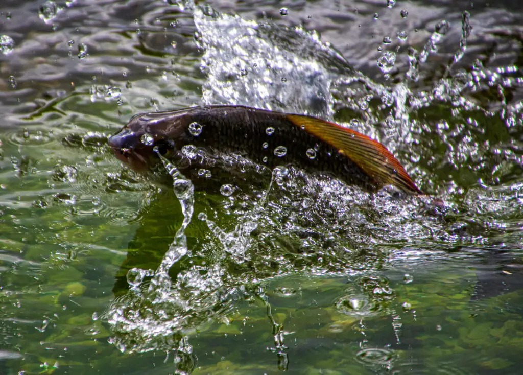 Grayling splashing