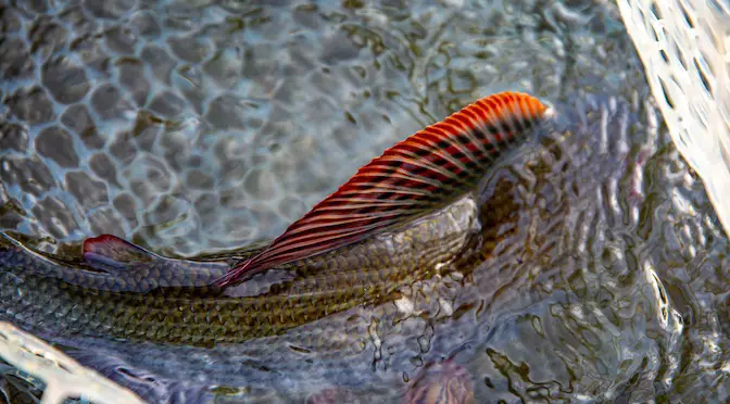 Grayling Galore