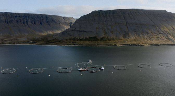 A Fight to Keep Iceland’s Salmon Wild