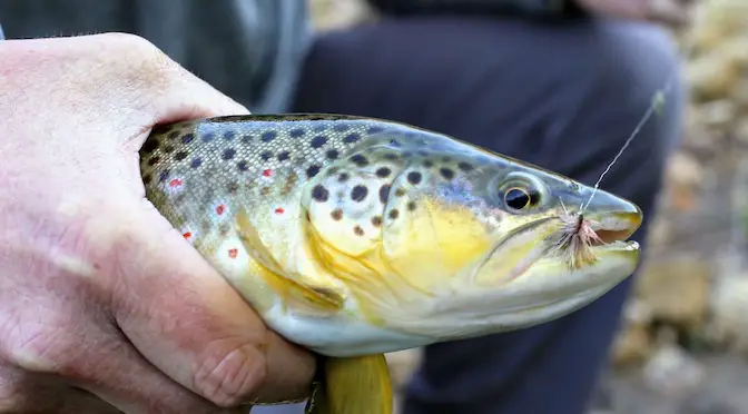 Understanding Fly Patterns: Mastering the Art of Dry Fly Fishing