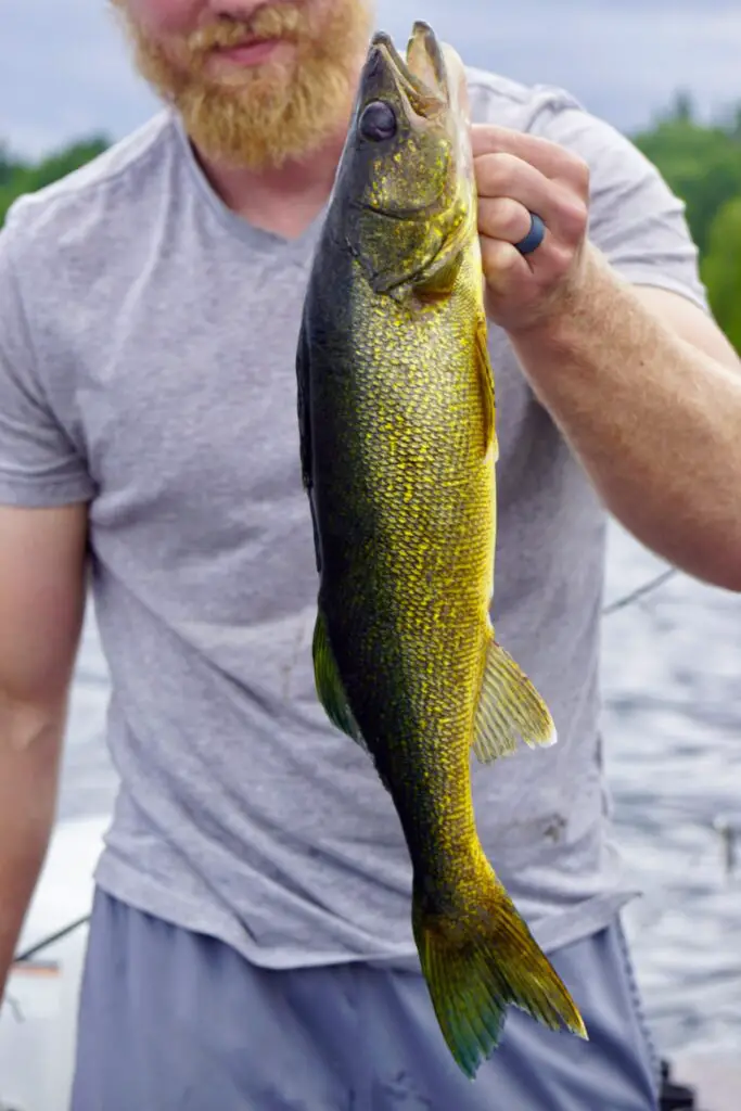 Fly fisherman holding a walleye in his hand