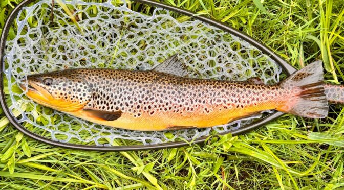 What Bait To Use For Trout