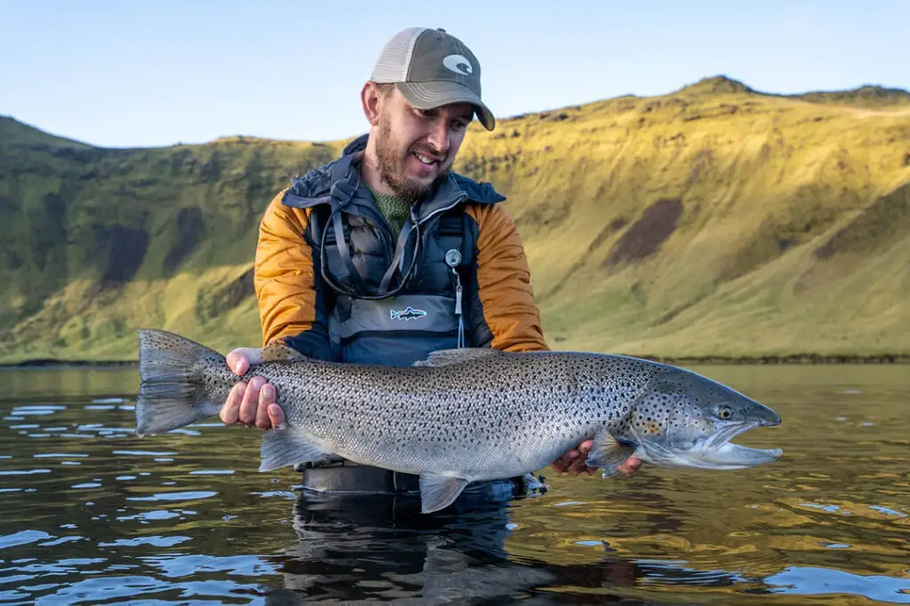 Sea trout at Heidarvatn