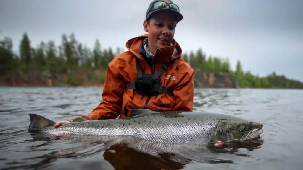 Salmon from the Laino River, Sweden