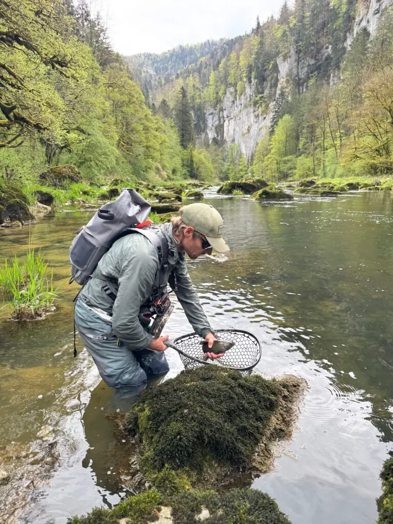 Fly angler releasing a fish