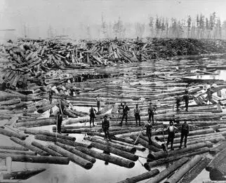 The cutting of Michigan's vast virgin forest in the 1800s was one of the key reasons for the Arctic grayling decline. Logging practices during that time period used streams to transport trees that were harvested to mills for processing. These practices greatly impacted the physical nature of those streams and destroyed stream habitats for fish, including grayling spawning areas.