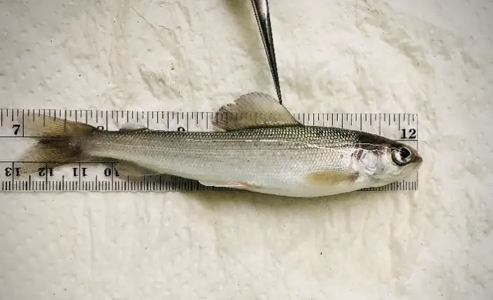 Research found age-one grayling had higher survival and growth rates when competing with brook trout versus brown trout. (Photo credit: Nicole Watson)