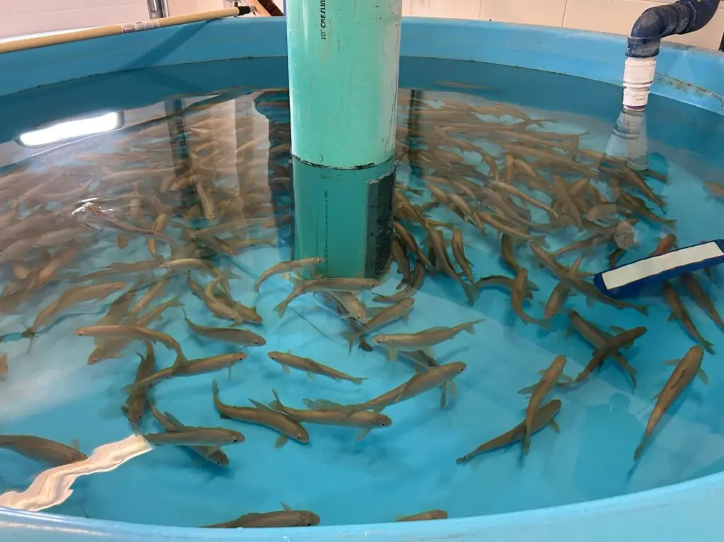 Michigan’s first year-class of future brood stock, averaging 6.5 inches long, was transferred in 2019 from the Oden State Fish Hatchery near Petoskey to the Marquette State Fish Hatchery where fish are reared in conditions that mimic the grayling’s natural habitat. (Michigan DNR photo)