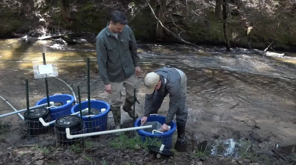 The goal of in-stream Remote Site Incubators (RSIs) was to encourage successful native stream imprinting of fry to prevent outmigration of grayling. Better imprinting means the initiative will be one-step closer to establishing a self-sustaining population of Arctic grayling in Michigan streams. (Michigan DNR photo)
