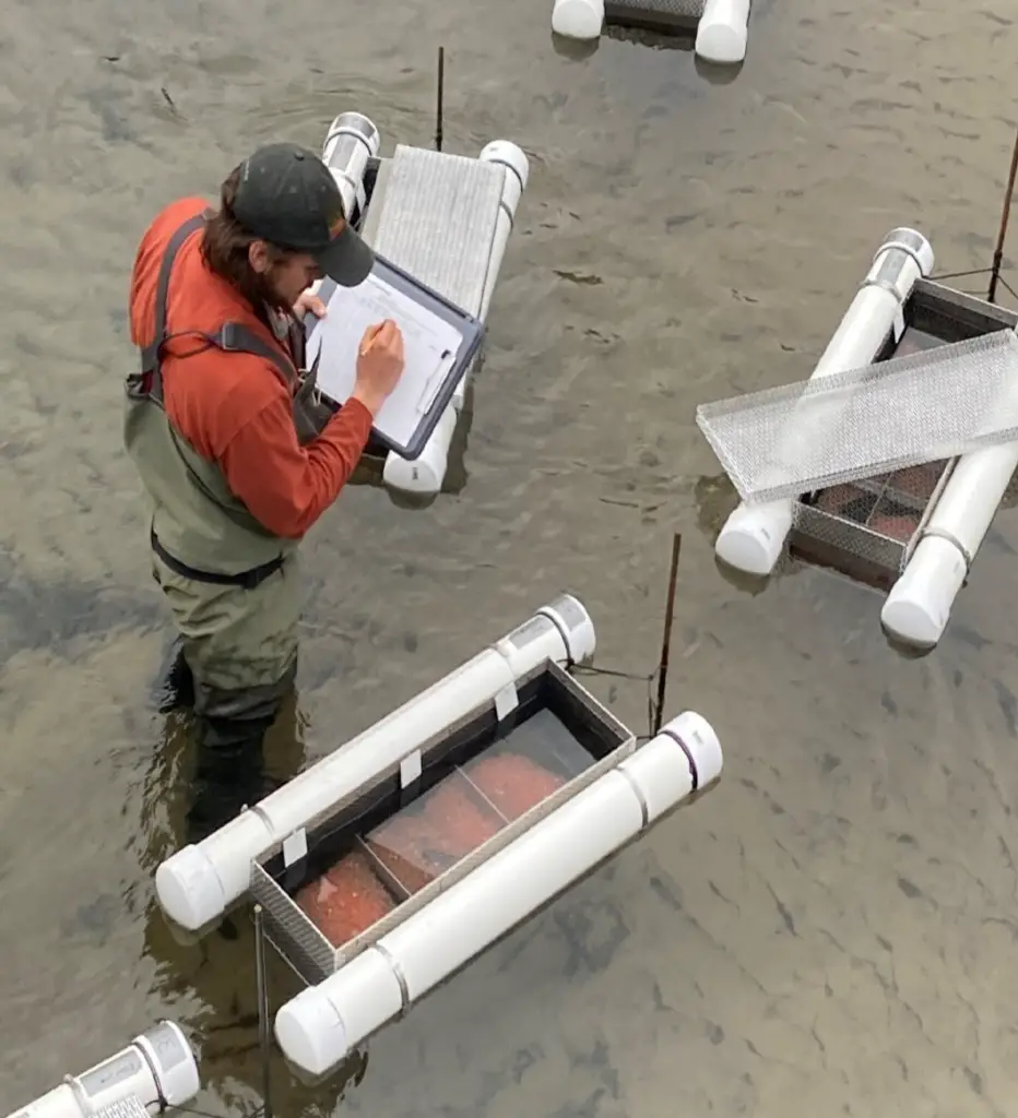 Floating Basket Incubator’s (FBI) simple flow-through design allows them to work reliably in low-gradient reaches and low-velocity environments of many Michigan streams, resulting in egg hatching success comparable to Remote Site Incubators (RSIs) operating under best case scenario conditions. (Michigan DNR)