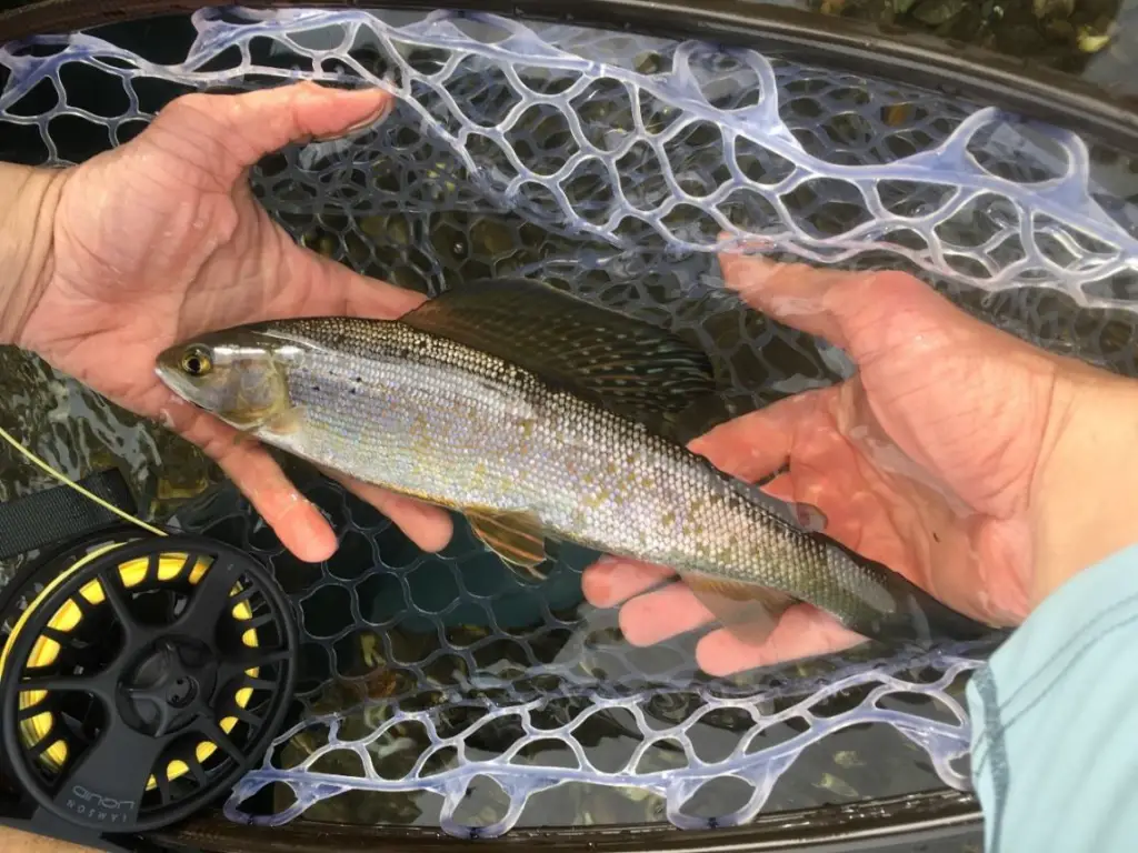 In the 19th century, northern Michigan streams were filled with Arctic Grayling offering anglers plenty of opportunity to catch these unique fish. (Photo credit: Nicole Watson)